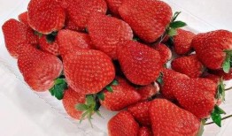 丹东草莓爆料最新消息,丰收季即将来临，品质与产量双提升