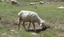 最新爆料小羊崽,揭秘娱乐圈背后的惊人真相！